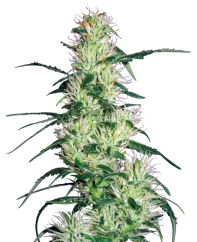 Sensi Seeds Cannabis Seeds Purple Haze Feminized by White Label, 3-10 kpl