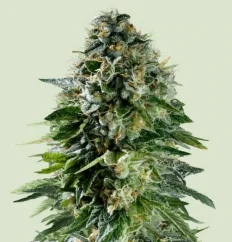 Royal Queen Seeds Kanepiseemned korgitser Auto