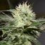 Silent Seeds Seminte de Cannabis Exotice Sorbet de Lamaie Feminizate