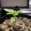 Blimburn Seeds Semena konoplje Grizzly Purple Kush Feminized