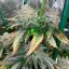 Silent Seeds Seminte de Cannabis Pink Sunset By Sherbinskis Feminizate