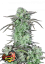 Fast Buds Cannabis Seeds Strawberry Banana Auto