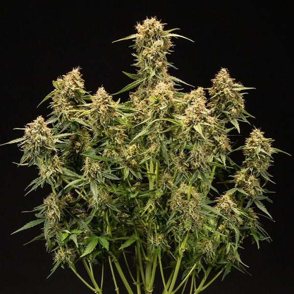 Royal Queen Seeds Семена от канабис Medusa F1 Auto