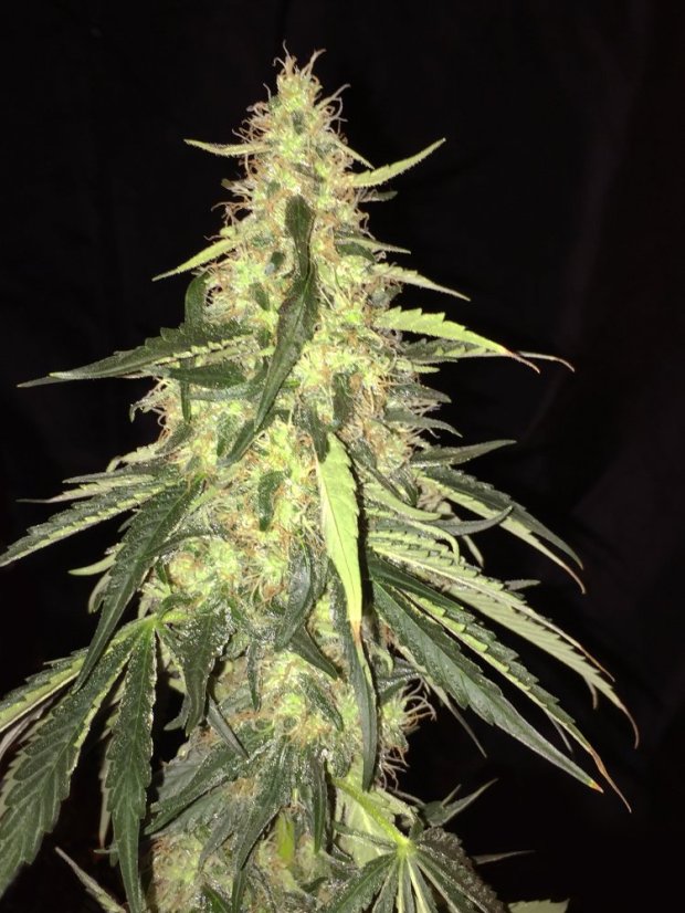 T.H.Seeds™ Cannabis Seeds SAGE™ CBD, 5+1 pakkaus, feminisoitu