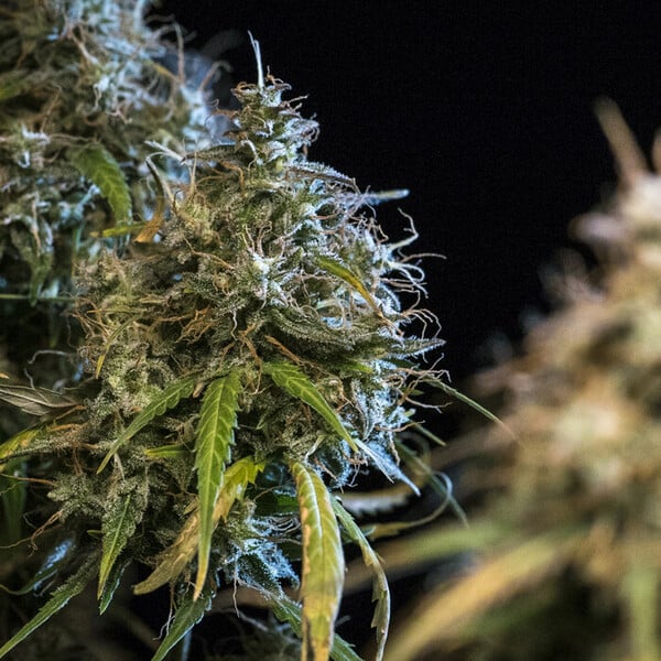 Royal Queen Seeds Seminte de canabis Haze Berry Auto