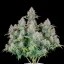 Fast Buds Sjemenke Kanabisa Cinderella Auto