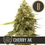 Blimburn Seeds Semi di Cannabis Cherry AK di Kyle Kushman's Femminizzati
