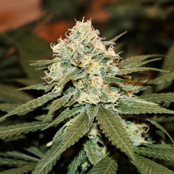 Royal Queen Seeds Semințe de canabis Lemon Shining Silver Haze feminizate