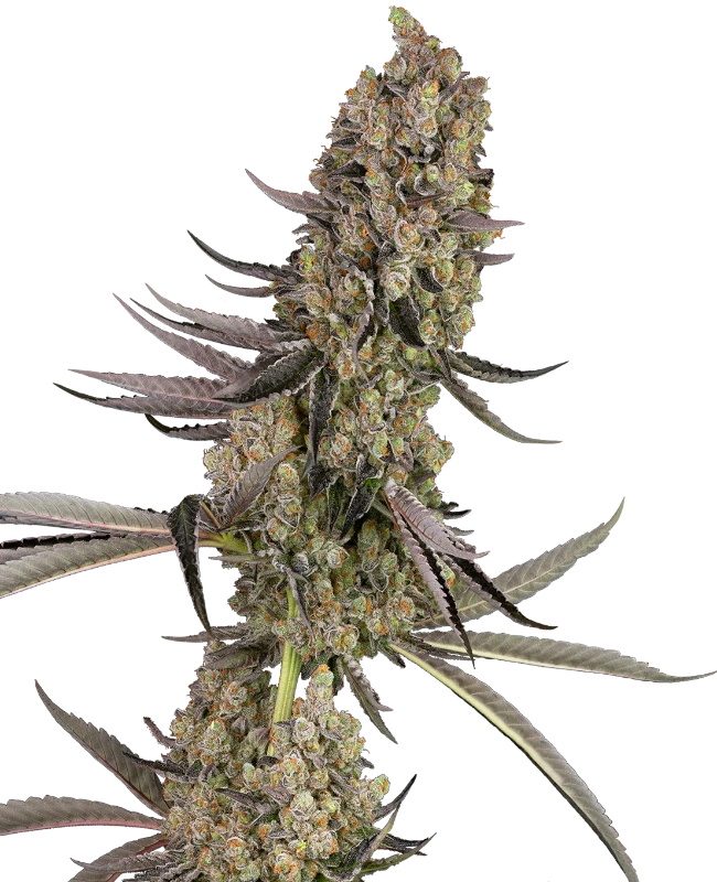 Sensi Seeds Graines de Cannabis Vlad the Inhaler Féminisées