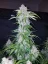 Semințe de Cannabis Fast Buds Six Shooter Auto