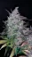 Semințe de Cannabis Fast Buds Fastberry Auto