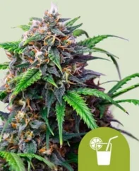 Royal Queen Seeds Graines de cannabis Purple Lemonade Auto