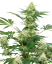 Sensi Seeds Cheesecake de nuntă cu semințe de canabis feminizate de White Label, 3-10 buc.