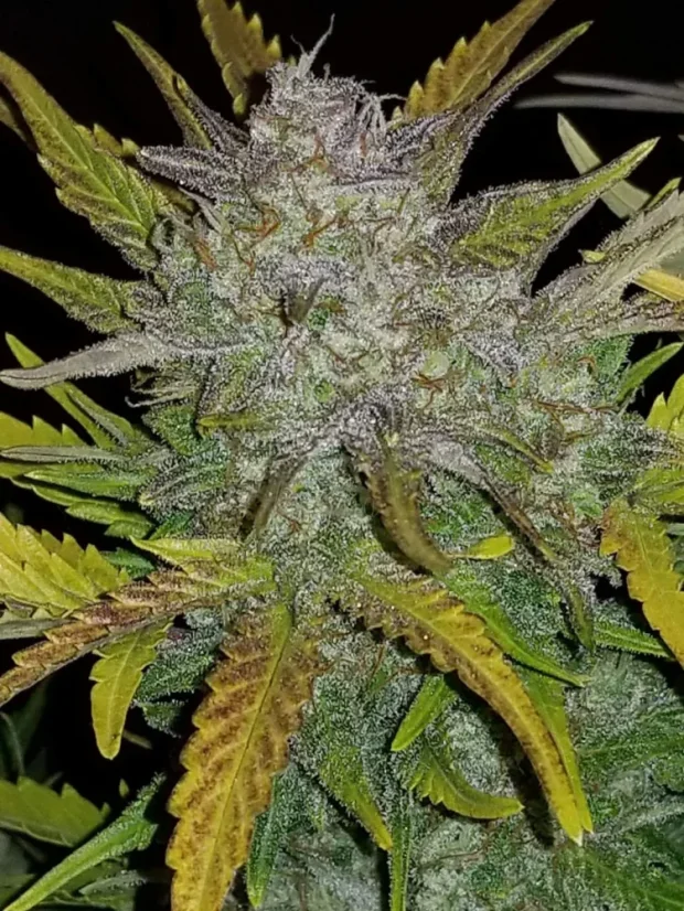 Fast Buds Cannabisfrø Rhino Ryder Auto