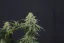 Fast Buds Cannabis Seeds Wedding Cheesecake FF