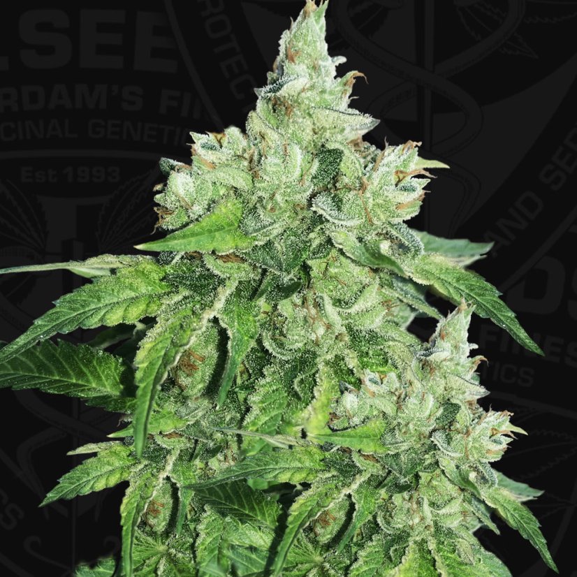 T.H.Seeds™ Seminte de canabis Citron Givré, pachet special 6+1, feminizate