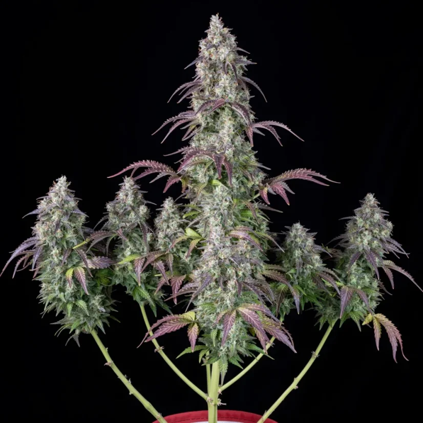 Fast Buds Sjemenke kanabisa Limunska pita Auto
