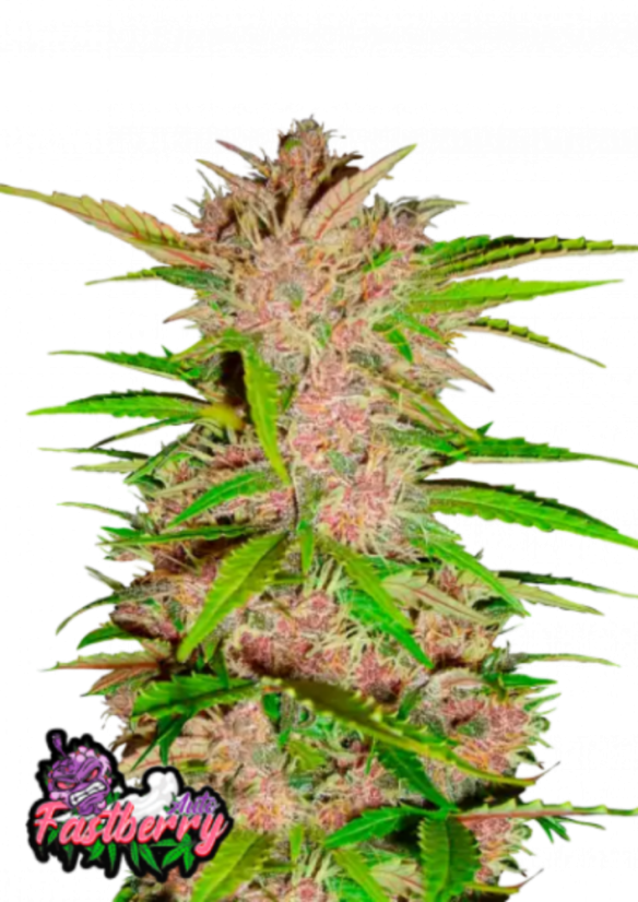 Semințe de Cannabis Fast Buds Fastberry Auto