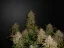 Fast Buds Sjemenke konoplje Limun AK Auto