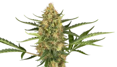 Sensi Seeds Seminte de canabis Blueberry Bubblegum Automatic Feminizate, 3-10 buc