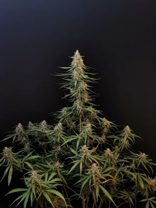 Fast Buds Sjemenke konoplje Sour Diesel Auto