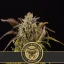 Blimburn Seeds Cannabiszaden Grizzly Purple Kush Gefeminiseerd