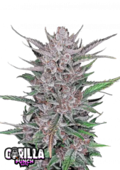 Fast Buds Semi di Cannabis Gorilla Punch Auto