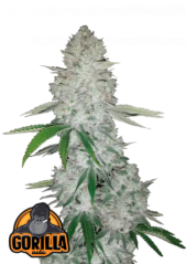 Fast Buds Semi di Cannabis Gorilla Glue Auto
