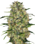 Sensi Seeds Seminte de canabis Black Domina® Regular, 10 buc
