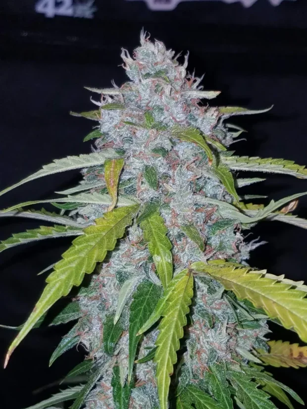 Semințe de Cannabis Fast Buds Six Shooter Auto