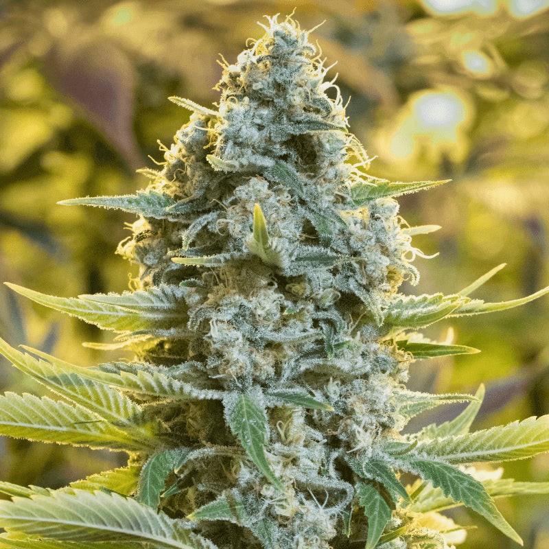 Silent Seeds Seminte clasice de canabis Moby Dick feminizate