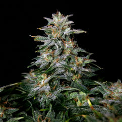 Doctor´s Choice Semințe Lowryder regulate (IBL) Auto Regular