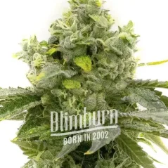 Blimburn Seeds Semi di Cannabis Bruce Banner a fioritura rapida
