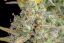 Fast Buds Semi di Cannabis Wedding Cheesecake Auto