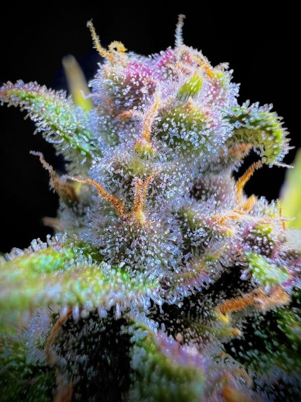 Fast Buds Cannabis Seeds Gorilla Punch Auto