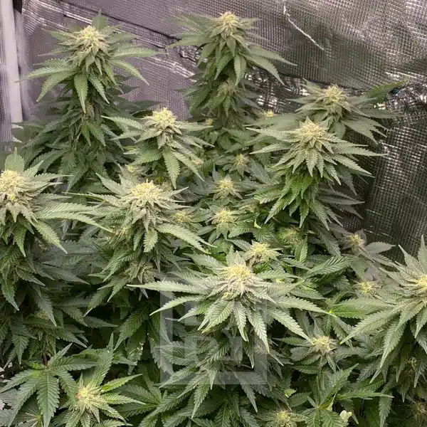 Blimburn Seeds Hanfsamen Girl Scout Cookies Feminisiert