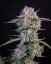 Fast Buds Sjemenke konoplje Jagoda Gorilla Auto