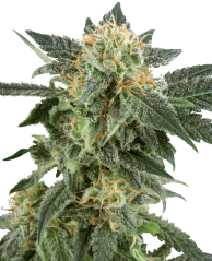 Sensi Seeds Seminte de canabis Snow Ryder Automatic feminizate de White Label, 3-10 buc.