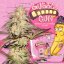 T.H.Seeds™ Cannabis Seeds BubbleBananaGum, 6+1 specialpakke, feminiseret