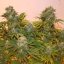 Royal Queen Seeds Semi di cannabis Royal AK Auto