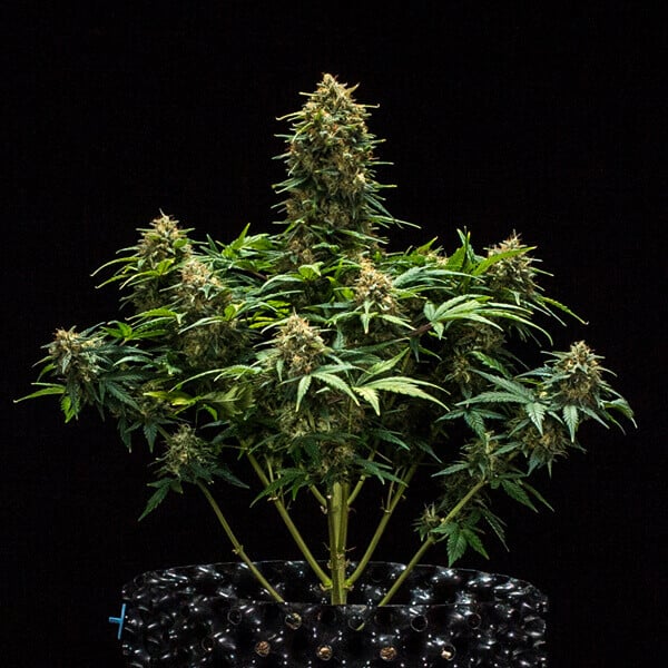 Royal Queen Seeds Seminte de canabis Sweet Skunk Auto