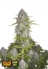 Fast Buds Sjemenke konoplje Orange Sherbet Auto