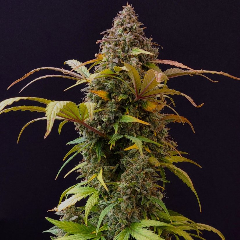 Doctor´s Choice Semințe Lowryder regulate (IBL) Auto Regular