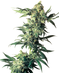 Sensi Seeds Hanfsamen Northern Lights® Feminisiert, 3-10 Stk