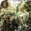 Blimburn Seeds Cannabisfrø Chocolopez feminiseret
