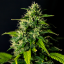 Doctor´s Choice Семена DC Cure 1:1 Auto Feminized