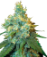 Sensi Seeds Seminte de canabis Jack Herer® feminizate, 3-10 buc.