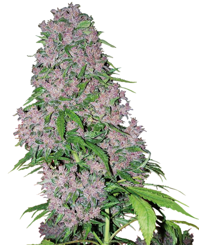 Sensi Seeds Seminte de canabis Purple Bud feminizate de White Label, 3-10 buc