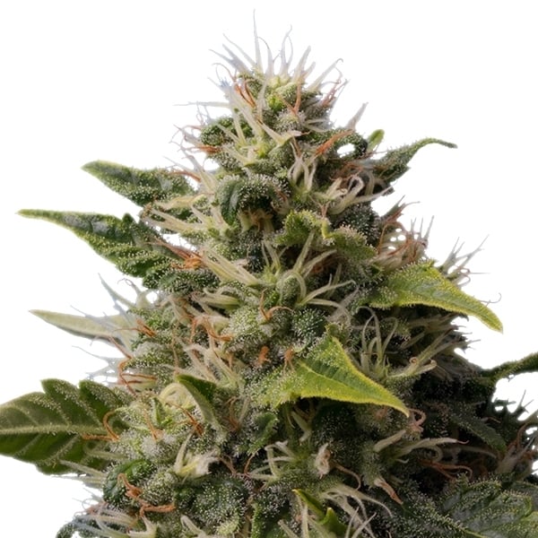 Royal Queen Seeds Seminte de canabis Royal Moby feminizate