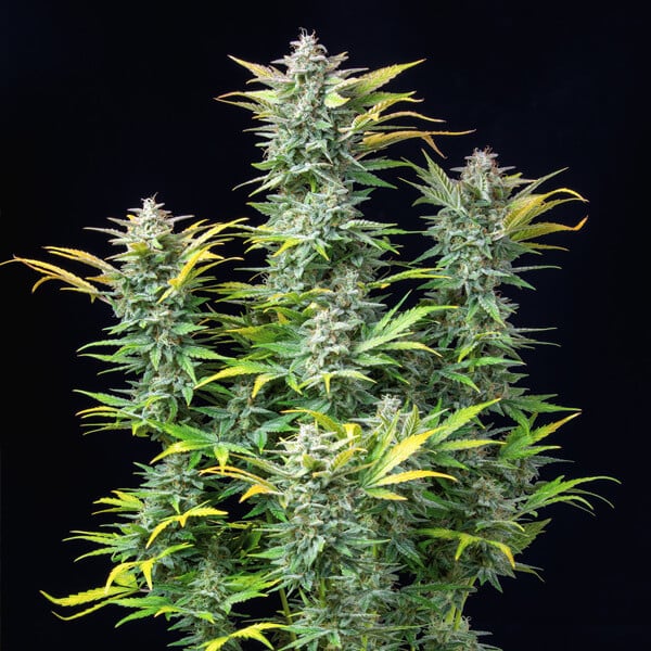 Royal Queen Seeds Semințe de canabis Quick One Auto
